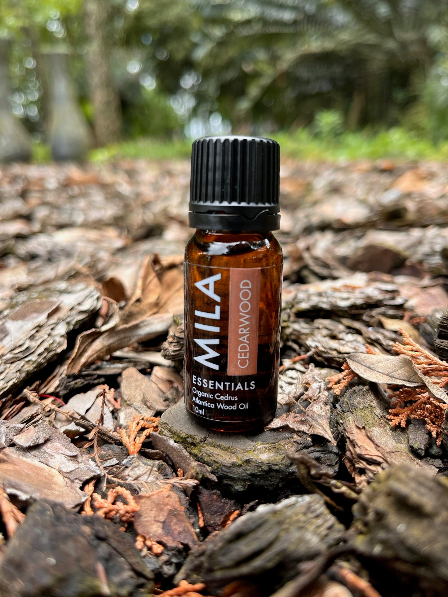 Cedarwood Essential Oil